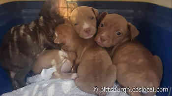 Humane Society Of Westmoreland County Rescue Emaciated Dog And Her Puppies