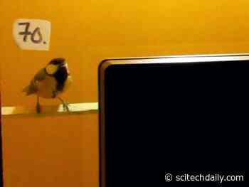 Scientists Make Birds Watch TV – Here’s What They Learned