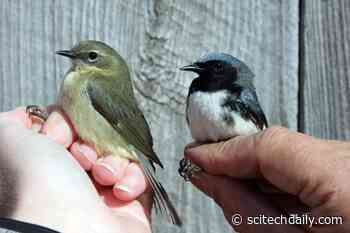 New Changes in Bird Migration Discovered After Examining 50 Years of Data
