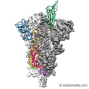 Breakthrough in Coronavirus Vaccine Research Results in New 3D Atomic Scale Map of Virus