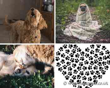 Love Your Pet Day 2020: How to treat our dogs