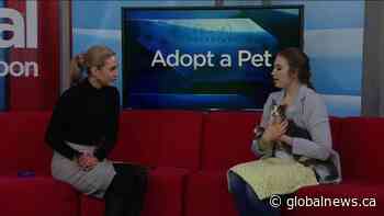 Adopt a Pet: Ophelia