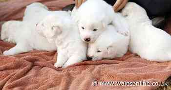 People are sharing pictures of their pets for #LoveYourPetDay