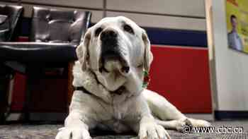 After seven years comforting child victims, Wren the support dog retires