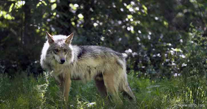Wildlife managers investigate deaths of 3 Mexican wolves