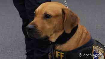 Rescue dog becomes family pet, deputy K9 in Liberty County