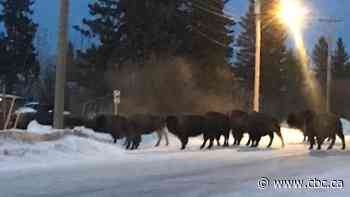 3 bison still at large after runaway herd tramples through Alberta village
