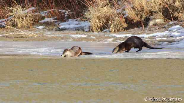 Return of rivers otters to Medicine Hat indicative of healthy river system