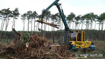 Tesla darf Rodungen für Werk in Brandenburg fortsetzen