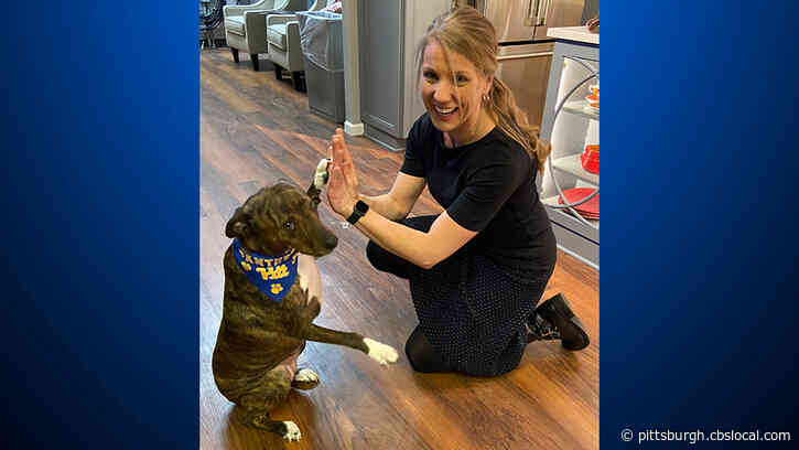 Furry Tails: Healthy Dog, Healthy Human