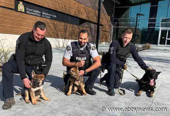 PHOTOS: RCMP call on kids to name latest police puppy recruits - Abbotsford News