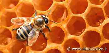 “L'apicoltura tra conoscenza e motivazione”, a Rocca San Giovanni il convegno con i professionisti del settore - AbruzzoLive