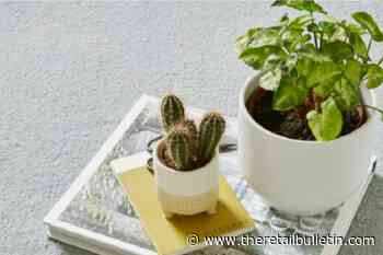 Axminster Carpets falls into administration