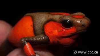 Sask. researcher says discovery will help protect colourful, poison frogs