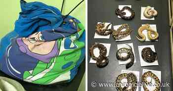 Cash reward offered to catch 'callous' Sunderland snake dumper after pythons abandoned