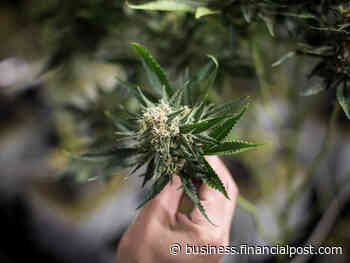 Ottawa should make it easier to export and import marijuana so our cannabis companies can thrive - Financial Post