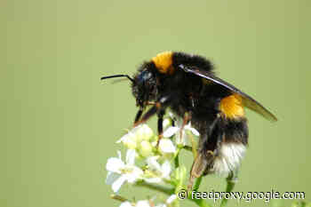 Like Humans, Bumblebees Can Recognize Objects Through Touch