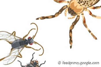 Social Spiders and Science Fraud