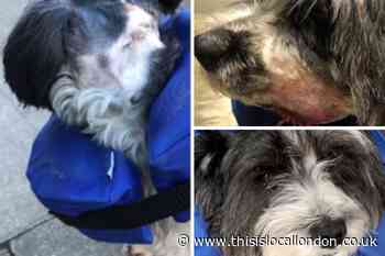 Dog suffers severe injuries to its neck, face and leg after Wandsworth attack