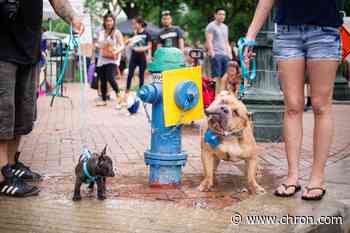 Free dog festival featuring food trucks, vendors and artists coming to Market Square Park