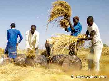 The cost of rice is skyrocketing in Nigeria — and farmers are worried people won't be able to afford it for much longer