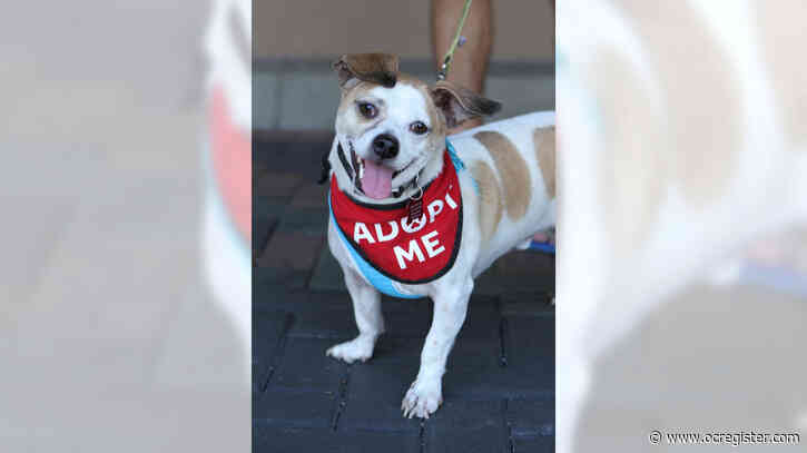 Jack Russell-beagle mix Petey will be fun for the whole family