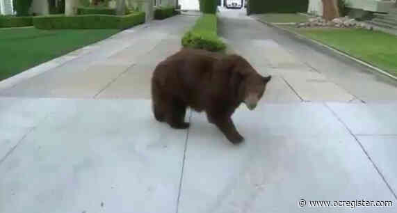 Bear spotted wandering around Monrovia neighborhood is tranquilized