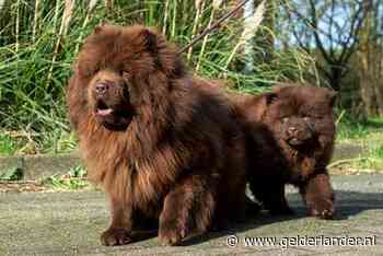 Illegale hondenfokkerij is makkelijk verdiende boterham: vertrouw nóóit op de ogen van een puppy