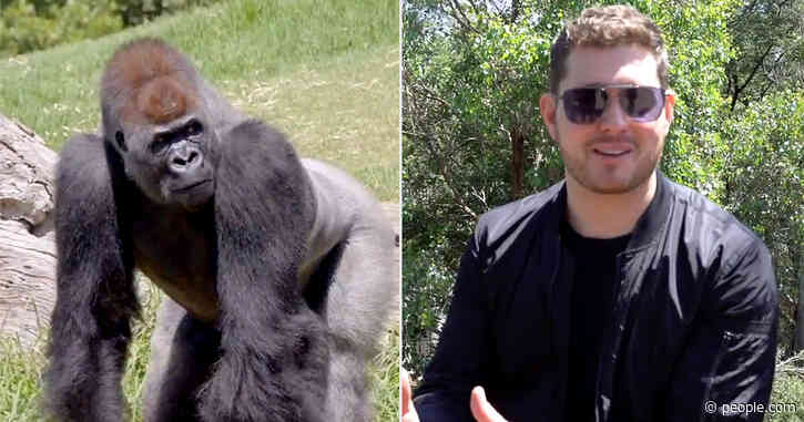 Zoo Gorillas Obsessed with Michael Bublé's Christmas Album Get Private Concert from the Crooner