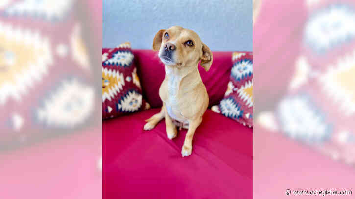 Beagle-pug mix Alexis is ready for some play time