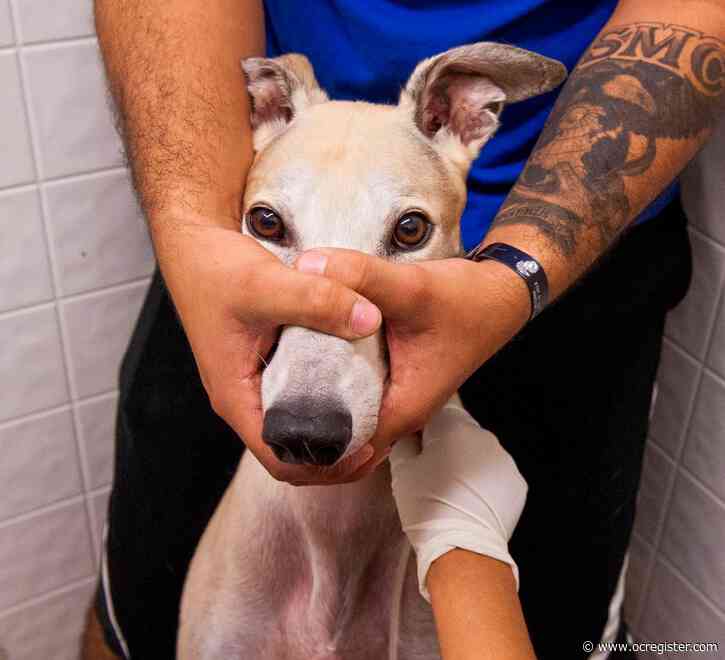 Captive ‘blood slave’ donor dogs could eventually be freed by California legislation
