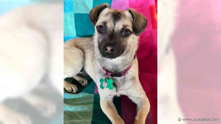 Puggle Sammie loves some one-on-one time