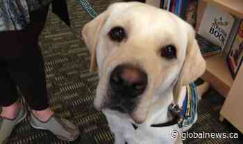 Edmonton support dog Wren retires from Zebra Child Protection Centre - Global News