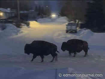 Three escaped bison remain on the loose in northern Alberta - Edmonton Journal