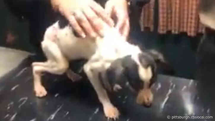 46 Malnourished Dogs Turned Over To Ohio Humane Society