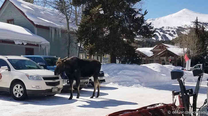 Moose Spotted Walking Down Main Street In Breckenridge