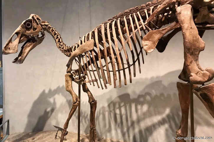 Visit The Denver Museum Of Nature & Science Free On Sunday