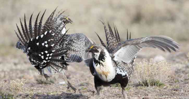 U.S. pushes changes to Western land plans that judge blocked