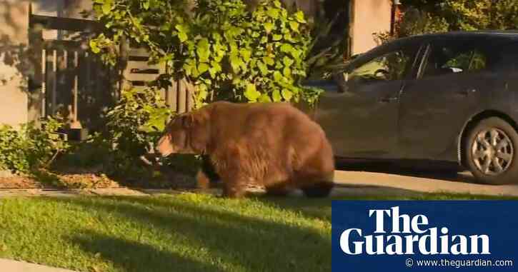Ursus urbinus: 'elderly' 400lb bear spotted roaming Los Angeles suburb