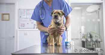 Veterinarians not trained to recognize signs of sexual abuse: experts