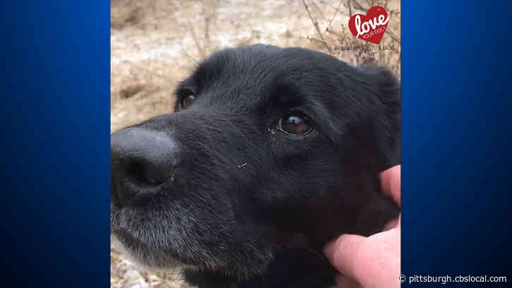 Pa. State Dog Warden Rescues Abandoned Dog He Found During A Run