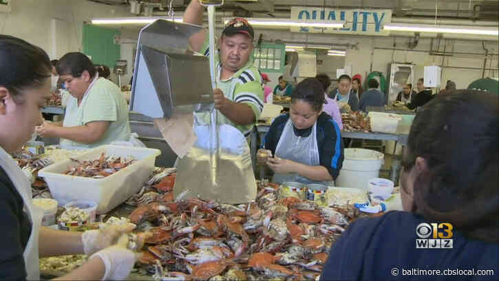 Senators Join Call For More H2B Visas For Maryland Crab Houses