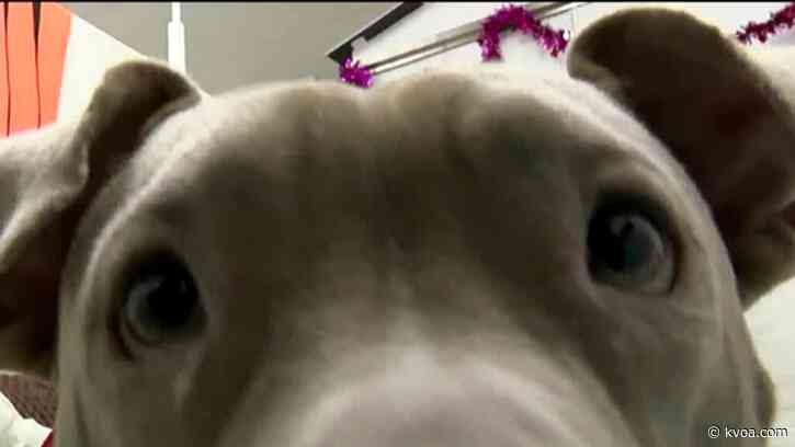 Longest staying dog at PACC named Tessa still needs a forever home