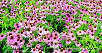 The climate crisis is coming for your lovely English garden