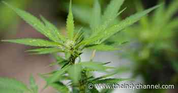 Politics Kentucky House votes to legalize medical marijuana Associated Press 12:39 PM, Feb 21, 2020 - WRTV Indianapolis