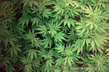 A Petition Is Underway to Grant Recreational Sales Licenses to Original Medical Cannabis Retailers - WEHOville
