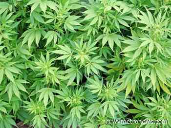 Permit applications in from potential medical marijuana labs, dispensaries, processors and growers - WV MetroNews - West Virginia MetroNews