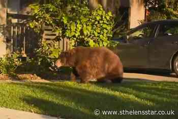 Bear wanders around gardens in Los Angeles suburb - St Helens Star