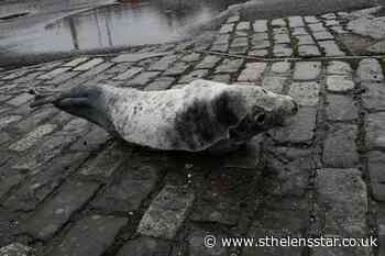 Car park rescue seal released back into the wild - St Helens Star