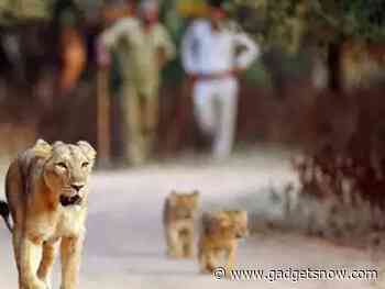 Indian scientists develop new method to survey lion population - Gadgets Now